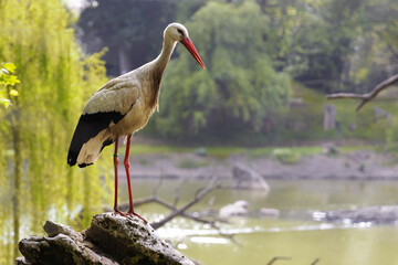 A large bird stands on a rock near a body of water. It has a long neck, white and black feathers, and long red legs, with green trees in the background.