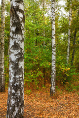 Obraz premium Birch grove on a sunny autumn day. Birch tree forest. Common silver birch, Betula verrucosa