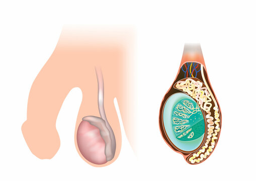 Anatomy of the Male Testicle. Detailed Medical Illustration. Cross-section of Male Testicle and Vas Deferens Anatomy.
