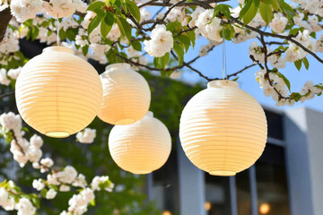 Fototapeta premium Beautiful lanterns hanging from tree adorned with blossoms