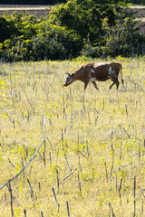 The image shows a brown and white cow grazing in a field with dry, sparse vegetation and numerous small, thin, upright sticks or stems scattered throughout.