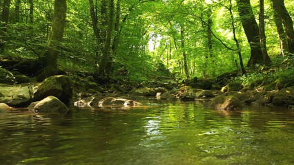 Obraz premium Beautiful green sunny forest stream with reflections. 