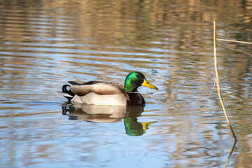 Germano reale in oasi naturalistica.