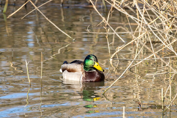 Germano reale in oasi naturalistica.