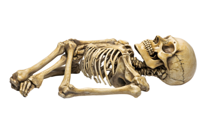 Anatomical skeleton model in a resting position.