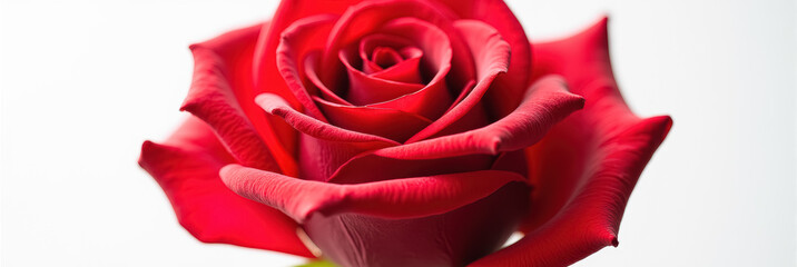 Naklejka premium A close-up photograph of a red rose against a white background