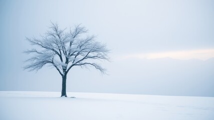 Fototapeta premium A solitary, snow-covered tree stands tall against a backdrop of hazy mountains in a serene winter landscape.