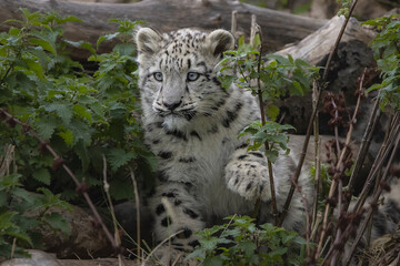 Snow leopard cub