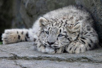 Snow leopard cub