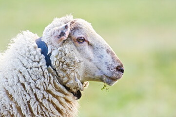 Domestic sheep close-up portrait. Livestock on small farm in Czech republic countryside. Copy space for placement of text.