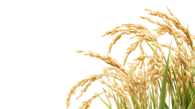 Golden rice stalks against a black background.