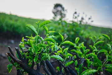 Fresh Shoots on a Managed Tea Plant