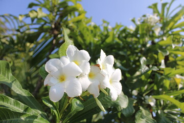 white frangipani flower close-up