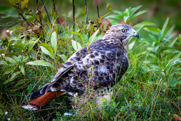 Red-tailed Hawk (Buteo Jamaicensis) in Rib Mountain State Park, Wausau, Wisconsin