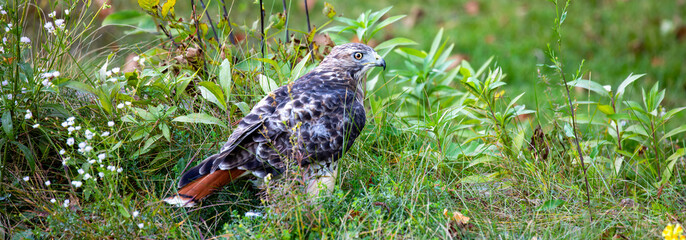 Red-tailed Hawk (Buteo Jamaicensis) in Rib Mountain State Park, Wausau, Wisconsin