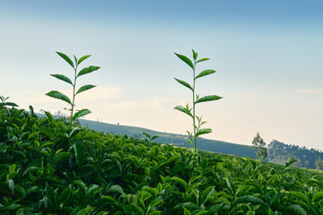 Obraz premium Fresh Tea Shoots in Morning Light