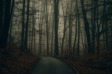 gloomy autumn foggy forest with one path