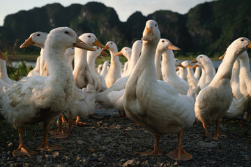 Obraz premium Ducks at sunset along karst mountains in Ninh Binh, Vietnam