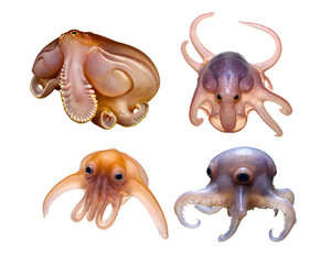 Dumbo Octopus