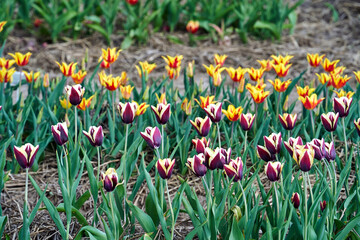 rows of colorful blooming tulip flowers in the spring garden
