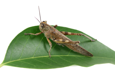Egyptian grasshopper or Egyptian locust on green leaf (Anacridium aegyptium) isolated on white, clipping	