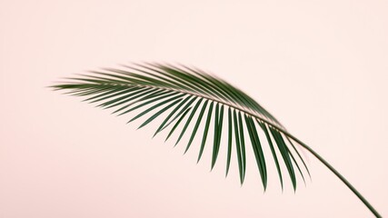 Obraz premium A single palm frond against a delicate blush background, showcasing the intricate details of nature's design