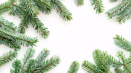 Obraz premium Isolated fir branches on white background