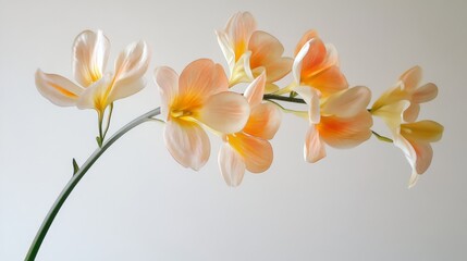 Fototapeta premium Soft and Delicate Freesias Blooming Against White Background