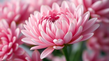 A single, delicate pink blossom, its petals unfurling with soft, intricate details, stands out against a backdrop of similar flowers in a gentle, muted focus.