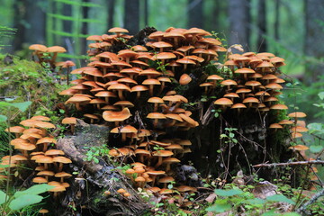 a colony of honey mushrooms grows on a stump in late summer