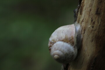 Snail on a tree in forest 