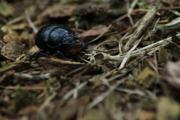 Beautiful Metalic Green Colorful Insect European Rose Chafer Macro Close up. Cetonia Aurata Beetle Climbing on a Tree Trunk in summer
