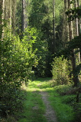 Beautiful green forest background. Spruce trees in forest
