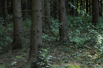 Beautiful green forest background. Spruce trees in forest
