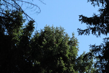 Beautiful green forest background. Spruce trees in forest
