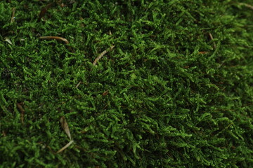 Green Moss background . Star Moss (POLYTRICHUM COMMUNE) seen from above.
