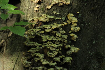 Polypore mushroom or turkey tail -trametes versicolor- on a tree trunk in a forest. Beautiful mushroom background
