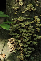 Polypore mushroom or turkey tail -trametes versicolor- on a tree trunk in a forest. Beautiful mushroom background
