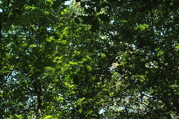 Oak tree leaves and branches background. Green forest wallpaper background
