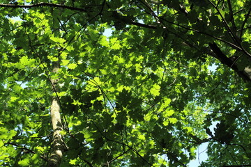 Oak tree leaves and branches background. Green forest wallpaper background
