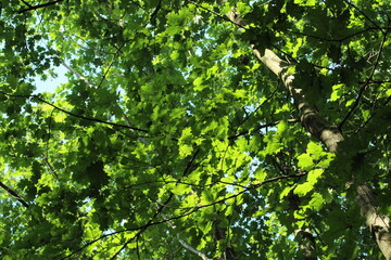 Fototapeta premium Oak tree leaves and branches background. Green forest wallpaper background 