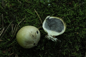 poisonous mushroom Scleroderma citrinum called pigskin poison puffball or common earth ball growing in the forest. Beautiful mushroom background
