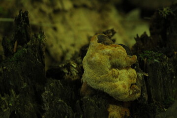 Daedalea quercina, known as the oak mazegill or maze-gill fungus. Mushrooms on wood close up. Beautiful mushroom background

