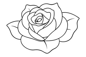 white rose isolated on white