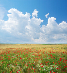 Meadow of wheat and poppy at day.