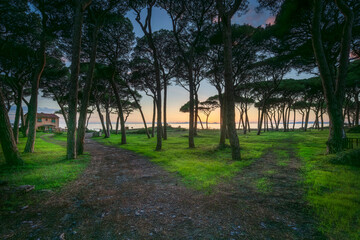 Path towards the sea in the pinewood at sunset on the beach of Follonica. Tuscany, Italy
