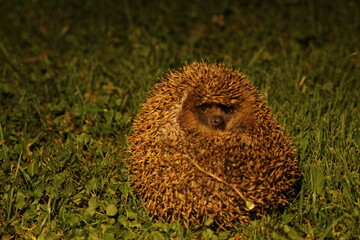 Wild European hedgehog in the garden in the night. Hedgehog in dark night. Hedgehog (Scientific name: Erinaceus Europaeus) close up of a wild, native, European hedgehog
