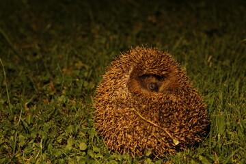 Wild European hedgehog in the garden in the night. Hedgehog in dark night. Hedgehog (Scientific name: Erinaceus Europaeus) close up of a wild, native, European hedgehog

