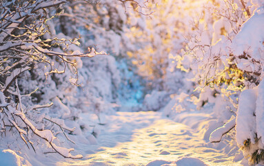 Winter background blur forest bokeh.