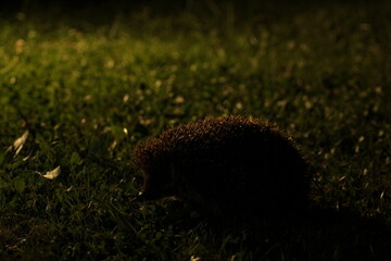 Wild European hedgehog in the garden in the night. Hedgehog in dark night. Hedgehog (Scientific name: Erinaceus Europaeus) close up of a wild, native, European hedgehog
